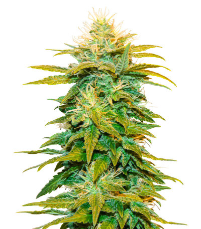 Семена сорта White Widow fem (Amsterdam Seeds)