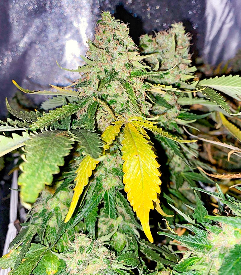 Семена сорта White Widow fem (Amsterdam Seeds) — изображение 6