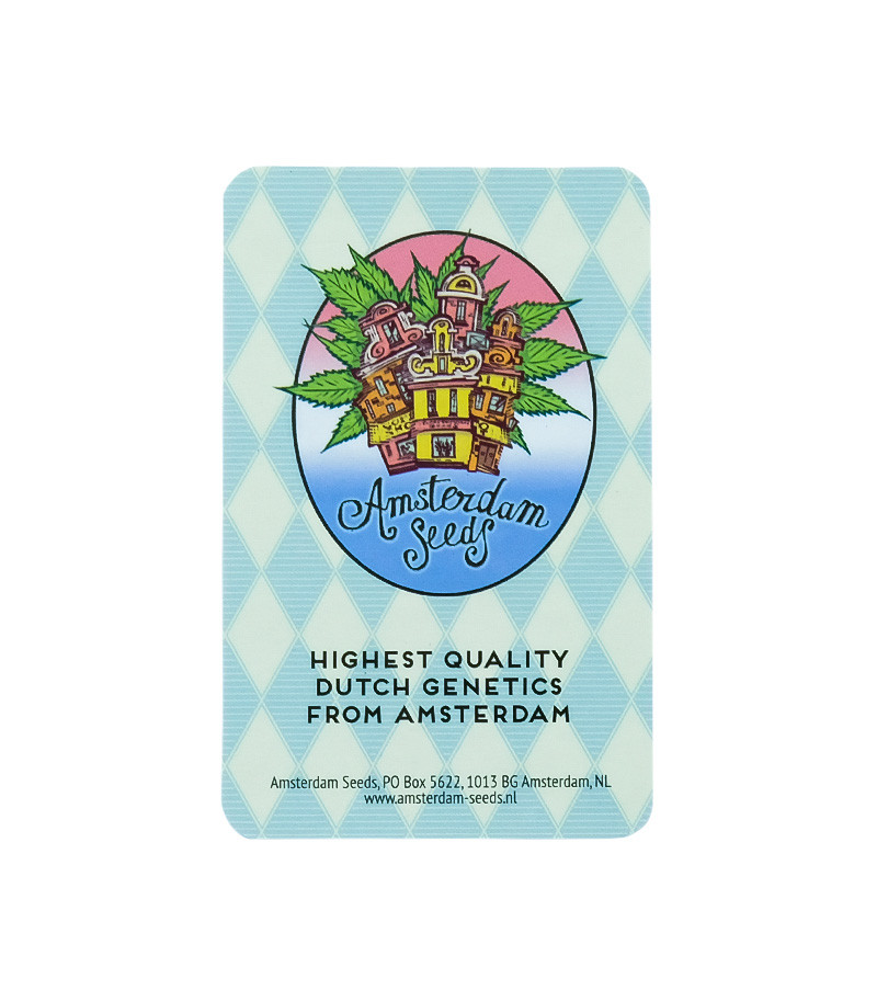 Семена сорта White Widow fem (Amsterdam Seeds) — изображение 2