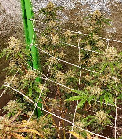 GMO Zkittlez F1 reg (Ethos Genetics) семена конопли — изображение 2