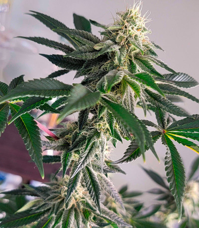 GMO Zkittlez F1 reg (Ethos Genetics) семена конопли — изображение 5