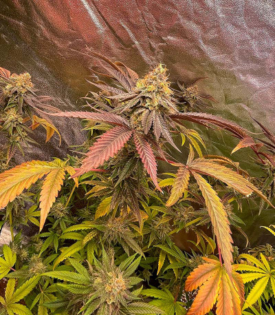 GMO Zkittlez F1 reg (Ethos Genetics) семена конопли — изображение 6