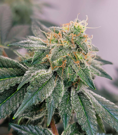 GMO Zkittlez F1 reg (Ethos Genetics) семена конопли — изображение 7
