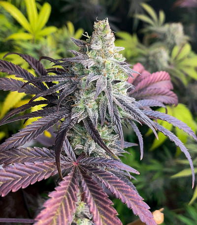 GMO Zkittlez F1 reg (Ethos Genetics) семена конопли — изображение 8