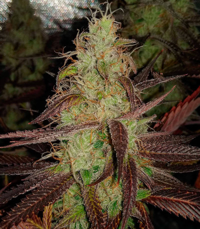 GMO Zkittlez F1 reg (Ethos Genetics) семена конопли — изображение 3