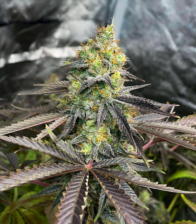 GMO Zkittlez F1 reg (Ethos Genetics) семена конопли — изображение 9