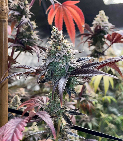 GMO Zkittlez F1 reg (Ethos Genetics) семена конопли — изображение 4