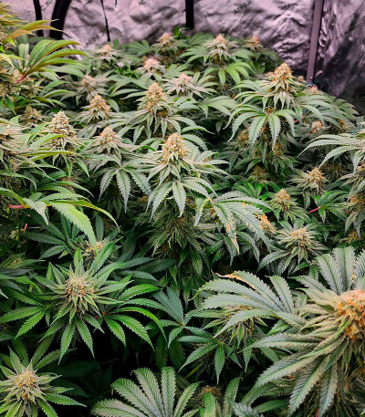 Shawty R1 fem (Ethos Genetics) семена конопли — изображение 2