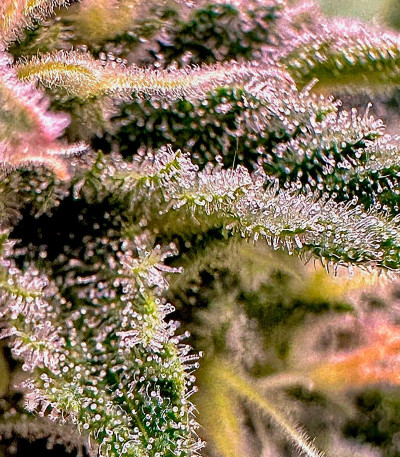 Shawty R1 fem (Ethos Genetics) семена конопли — изображение 3