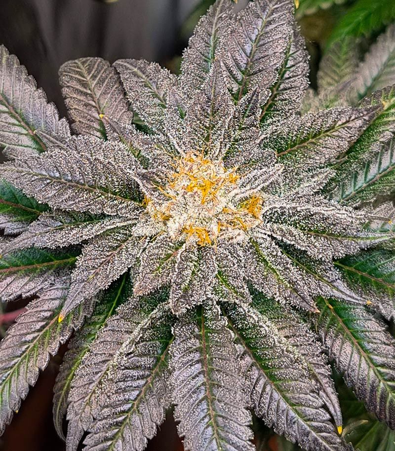 Strawberry OG Cookies R1 fem (Ethos Genetics) семена конопли — изображение 3