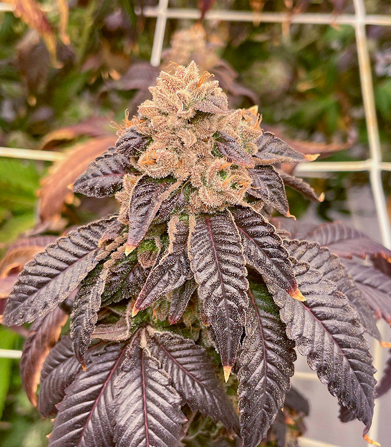 Strawberry OG Cookies R1 fem (Ethos Genetics) семена конопли — изображение 2