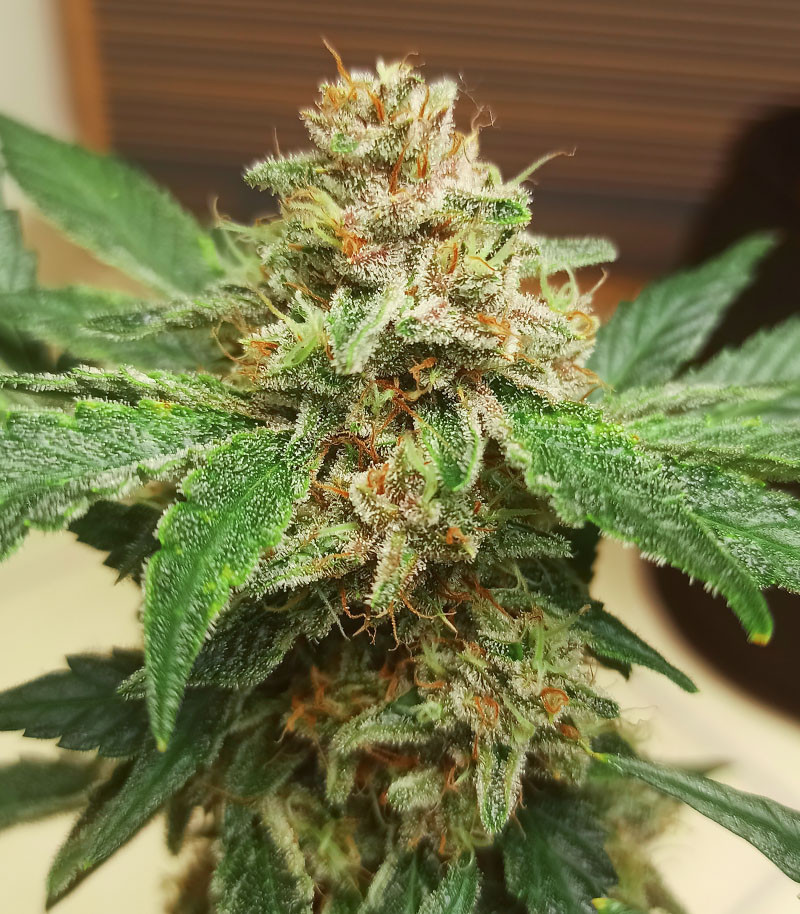 Purple Punch Auto fem (FastBuds) семена конопли — изображение 3