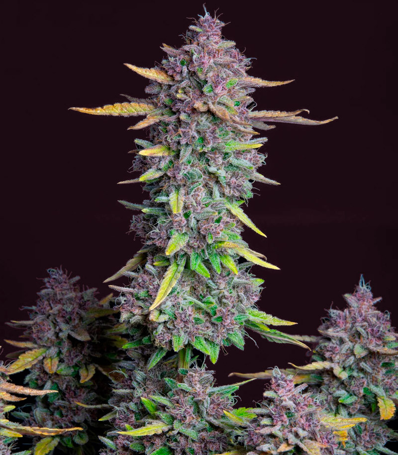 Purple Punch Auto fem (FastBuds) семена конопли — изображение 7
