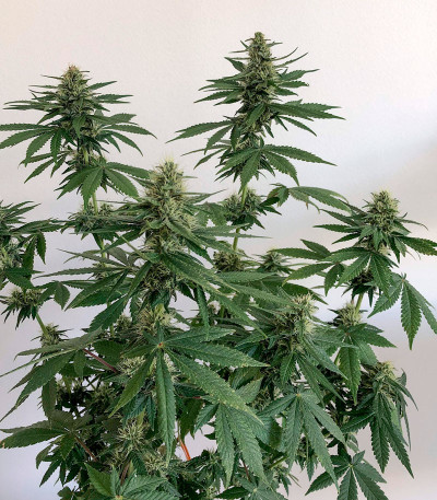 Bubba Slush fem (GHS) семена конопли — изображение 3