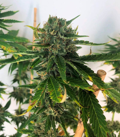 Bubba Slush fem (GHS) семена конопли — изображение 4