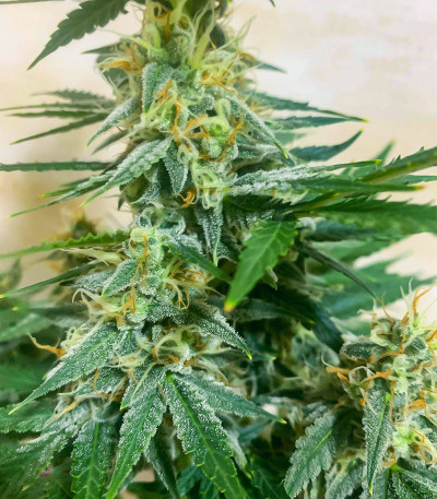 Chem Bomb Auto fem (Humboldt Seed Organization) семена конопли — изображение 4