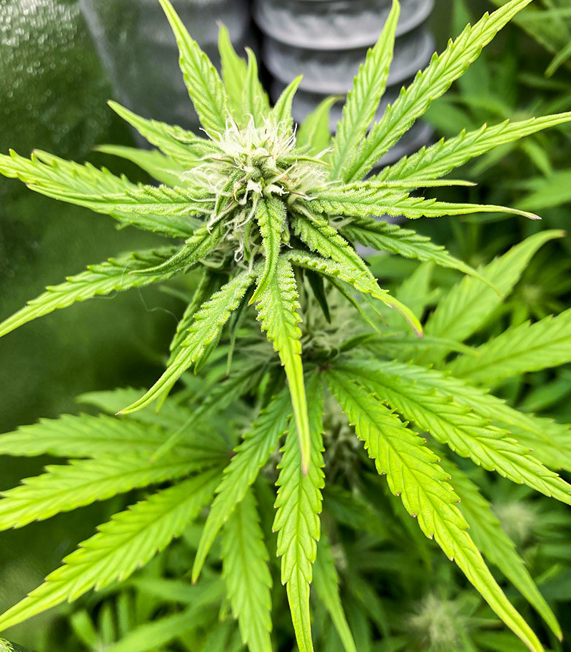 Medusa F1 Auto fem (RQS) семена конопли — изображение 6