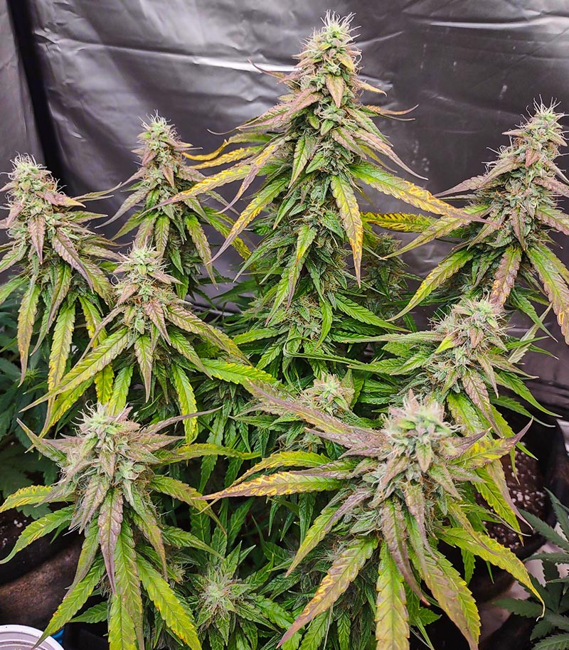 Medusa F1 Auto fem (RQS) семена конопли — изображение 8