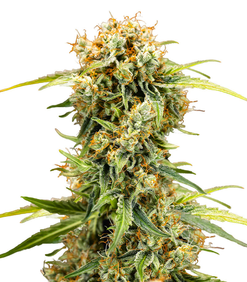 Medusa F1 Auto fem (RQS) семена конопли