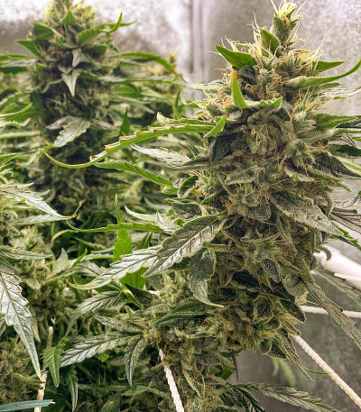 Auto Daiquiri Lime fem (Dutch Passion) семена конопли — изображение 7