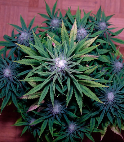 Auto Colorado Cookies fem (Dutch Passion) семена конопли — изображение 4