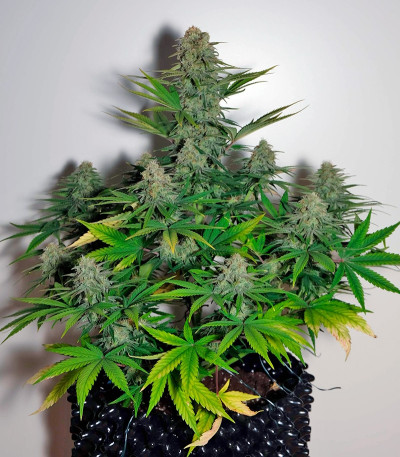 Auto Colorado Cookies fem (Dutch Passion) семена конопли — изображение 5