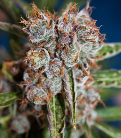 Auto Orange Bud fem (Dutch Passion) семена конопли — изображение 3