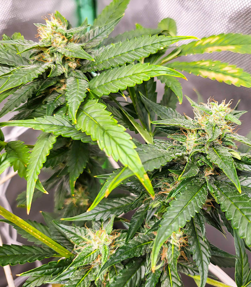 Dozy Doz fem (AlphaFem Seeds) семена конопли — изображение 3