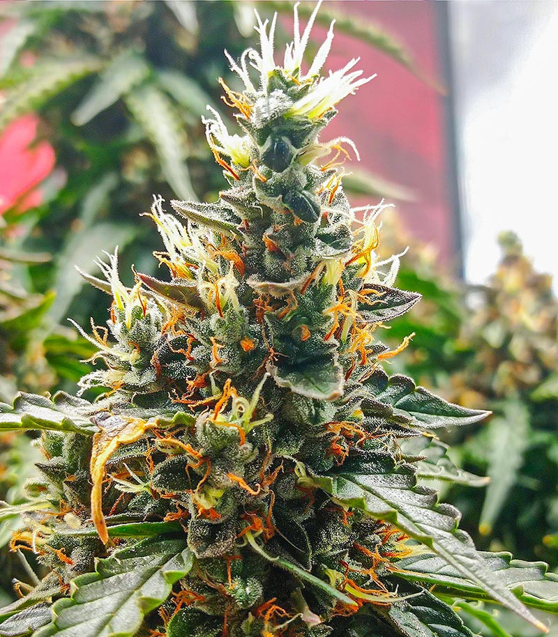 Dozy Doz fem (AlphaFem Seeds) семена конопли — изображение 4