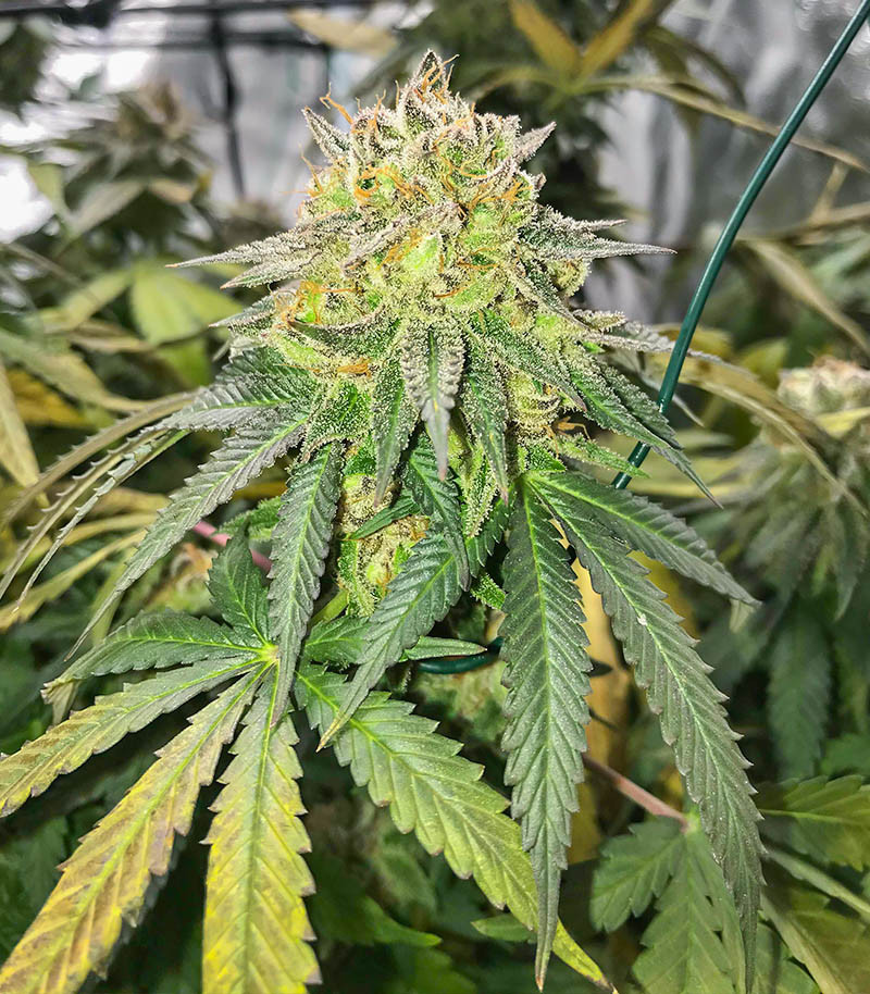 Dozy Doz fem (AlphaFem Seeds) семена конопли — изображение 5