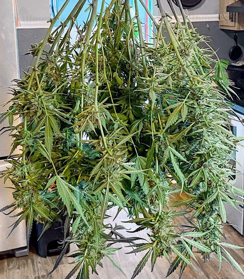 Gorilla Glue #4 fem (Blimburn Seeds) семена конопли — изображение 3