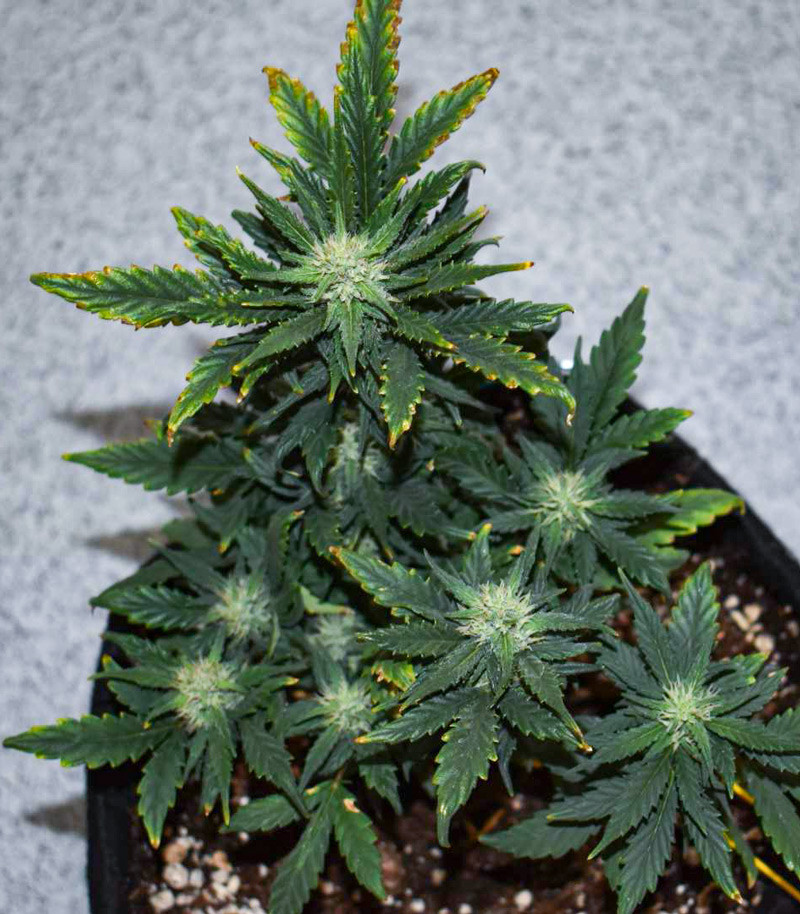 Gorilla Cookies Auto fem (FastBuds) семена конопли — изображение 5