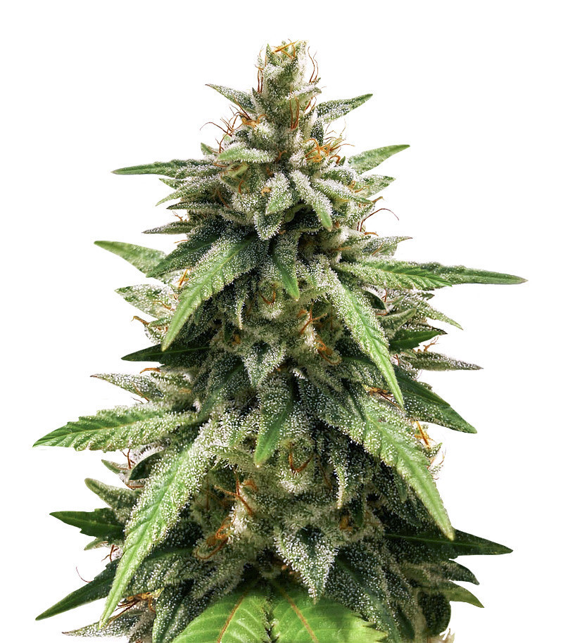 Gorilla Glue #4 fem (Blimburn Seeds) семена конопли