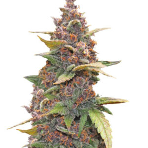 LSD-25 auto fem (FastBuds) семена конопли