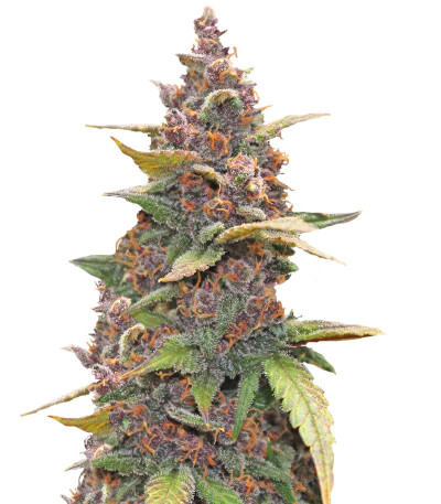 LSD-25 auto fem (FastBuds) семена конопли