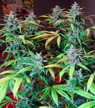 LSD-25 auto fem (FastBuds) семена конопли — изображение 6