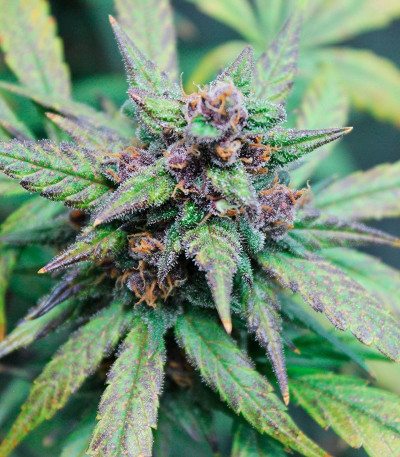Семена сорта LSD-25 auto (FastBuds) — изображение 3