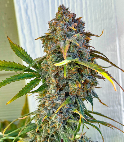 Orange President Auto fem (FastBuds) семена конопли — изображение 5
