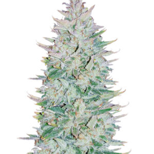 Original Auto OG Kush fem (FastBuds) семена конопли