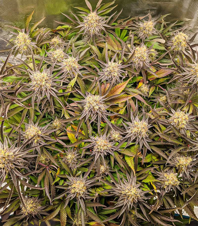 Punch Cookies fem (AlphaFem Seeds) семена конопли — изображение 3