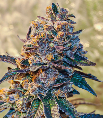 Punch Cookies fem (AlphaFem Seeds) семена конопли — изображение 4
