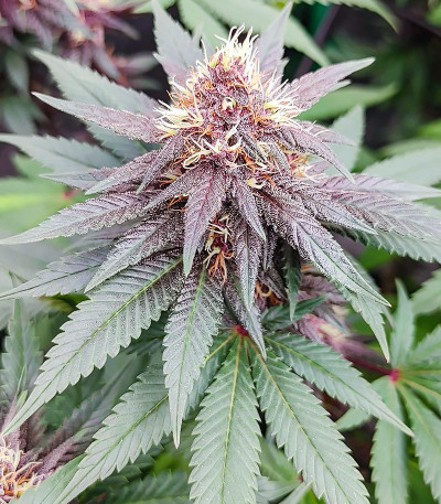 Punch Cookies fem (AlphaFem Seeds) семена конопли — изображение 6