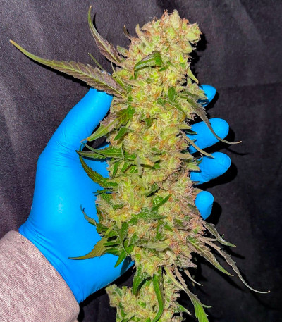 Rainbow Melon fem (FastBuds) семена конопли — изображение 3