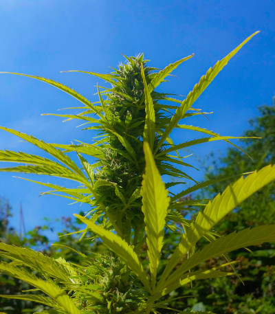Rhino Ryder auto fem (FastBuds) семена конопли — изображение 6