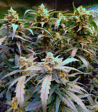 Rhino Ryder auto fem (FastBuds) семена конопли — изображение 5