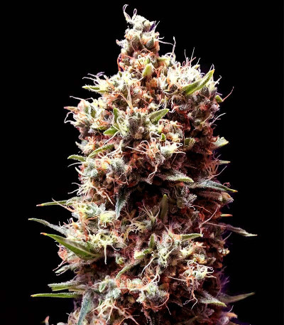 Tropicana Cookies Auto fem (Cali Buds Seeds) семена конопли — изображение 5