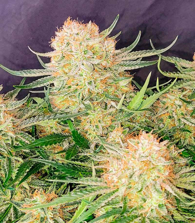 Ztrawberriez Auto fem (FastBuds) семена конопли — изображение 4