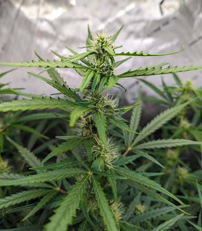Fat Bastard Auto fem (Blimburn Seeds) семена конопли — изображение 3