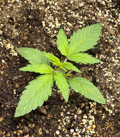 Fat Bastard Auto fem (Blimburn Seeds) семена конопли — изображение 4