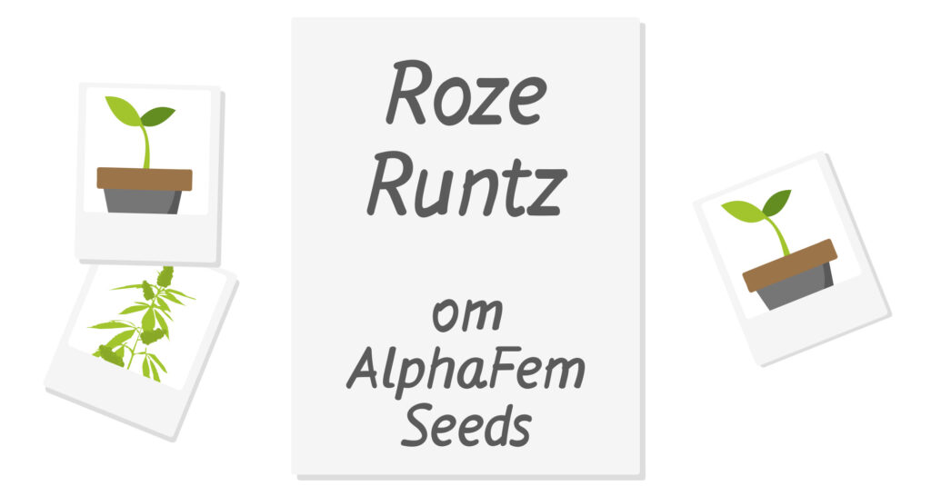 Выращивание в индоре сорта конопли Roze Runtz